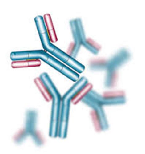 facts about Antibodies