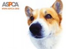 10 Facts about ASPCA