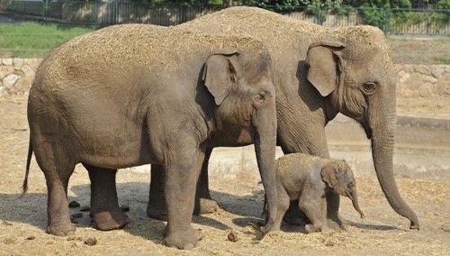 Asian Elephant Facts