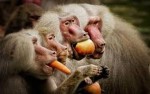 10 Facts about Baboons