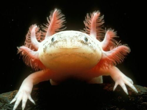 Facts about Axolotls