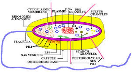 Bacterial Cell Facts