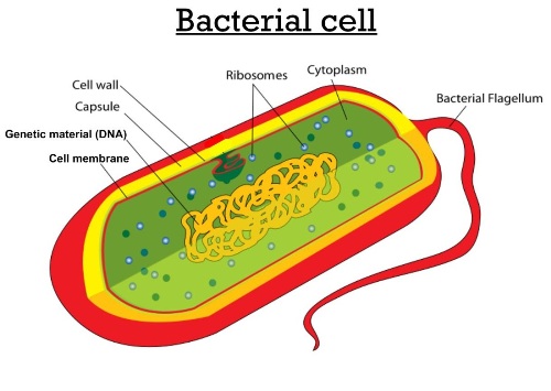 Bacterial Cell Image