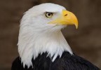 8 Facts about Bald Eagles