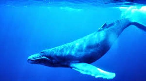 Baleen Whale Pic
