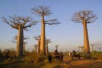 8 Facts about Baobab Trees
