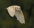 10 Facts about Barn Owls