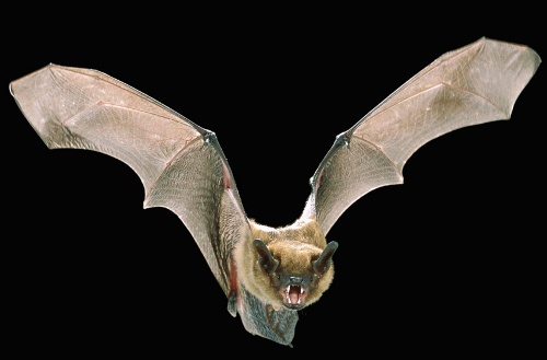 Bats Facts