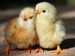 10 Facts about Baby Chickens