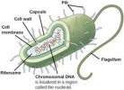 10 Facts about Bacterial Cells