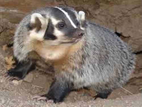 Facts about Badgers