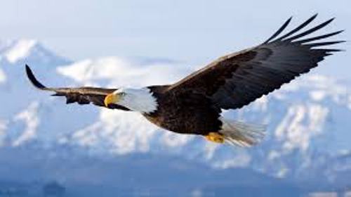 Facts about Bald Eagles