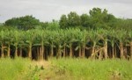 10 Facts about Banana Trees