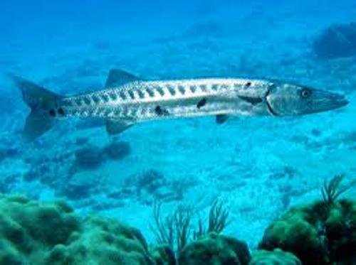 Facts about Barracudas