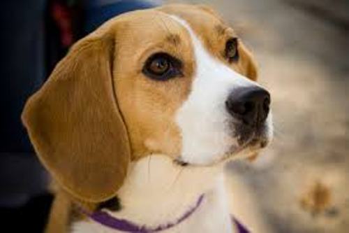 Beagle Pic