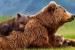 10 Facts about Bears