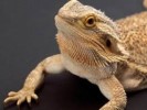 10 Facts about Bearded Dragons