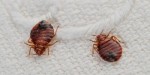 10 Facts about Bed Bugs