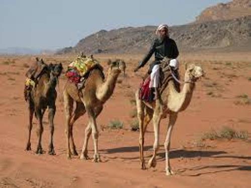 Bedouin and Camel