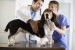 10 Facts about Being a Veterinarian