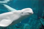 10 Facts about Beluga Whales