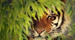 10 Facts about Bengal Tigers