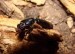 10 Facts about Bess Beetles