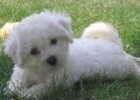 10 Facts about Bichon