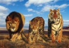 10 Facts about Big Cats