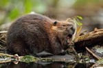 8 Facts about Beavers