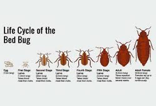 Facts about Bed Bugs
