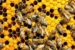 8 Facts about Bees