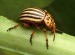 10 Facts about Beetles