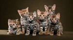 10 Facts about Bengal Cats