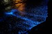 10 Facts about Bioluminescence