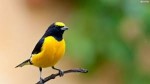 10 Facts about Birds