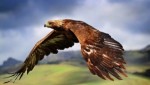 10 Facts about Birds of Prey