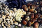 10 Facts about Bivalves