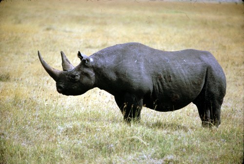 Black Rhinos Facts