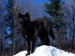 10 Facts about Black Wolves