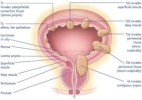 10 Facts about Bladder Cancer