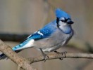 10 Facts about Blue Jays