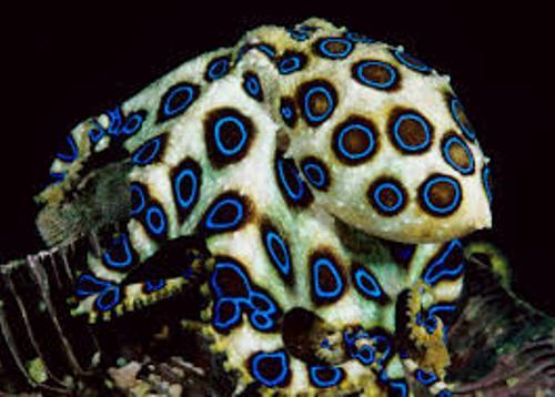 Blue Ringed Octopus Image