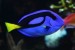 10 Facts about Blue Tang Fish