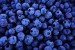10 Facts about blueberries