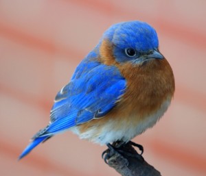 10 Facts about Bluebirds - Fact File