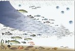 10 Facts about Bioaccumulation