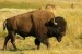 10 Facts about Bison
