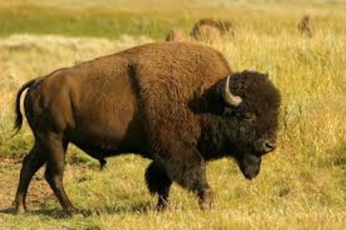 Facts about Bison