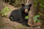 10 Facts about Black Bears